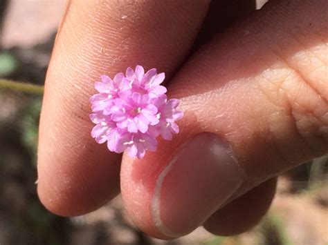 Purple Spiderling Boerhavia Purpurascens INaturalist Canada