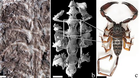 This is the oldest scorpion known to science | Science | AAAS