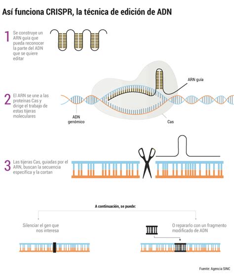 CRISPR Cas9 COMO HERRAMIENTA DE EDICIÓN GENÉTICA LÍMITES ACTUALES Y