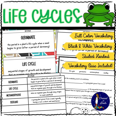 4th Grade Life Cycle Vocabulary Made By Teachers