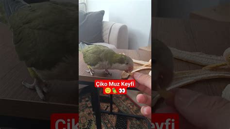 Monk Papağanı Çiko Muz Keyfi papağan parrot parakeet monkpapağanı