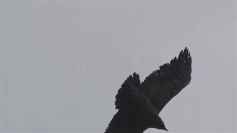 Andean Condor Soaring Over The Colca Canyon In Peru Stock Video Video