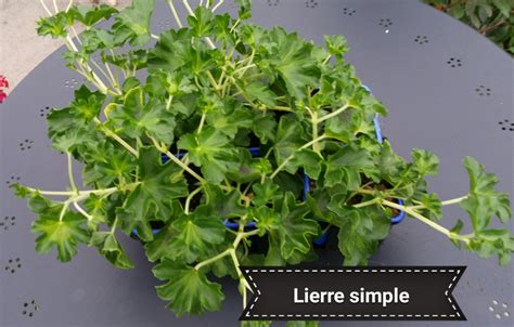 Géranium Lierre Simple en barquettes de 6 plants Plantes fleuries à