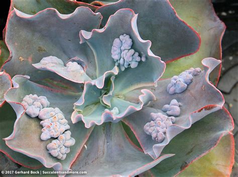 Plant Porn From The 2017 Succulent Extravaganza