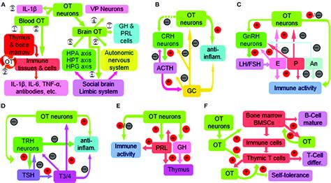 Diagram Of Immune Functions Of The Oxytocin Secreting System Oss