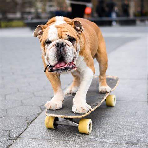 Skateboarding Dog Wallpapers - Wallpaper Cave