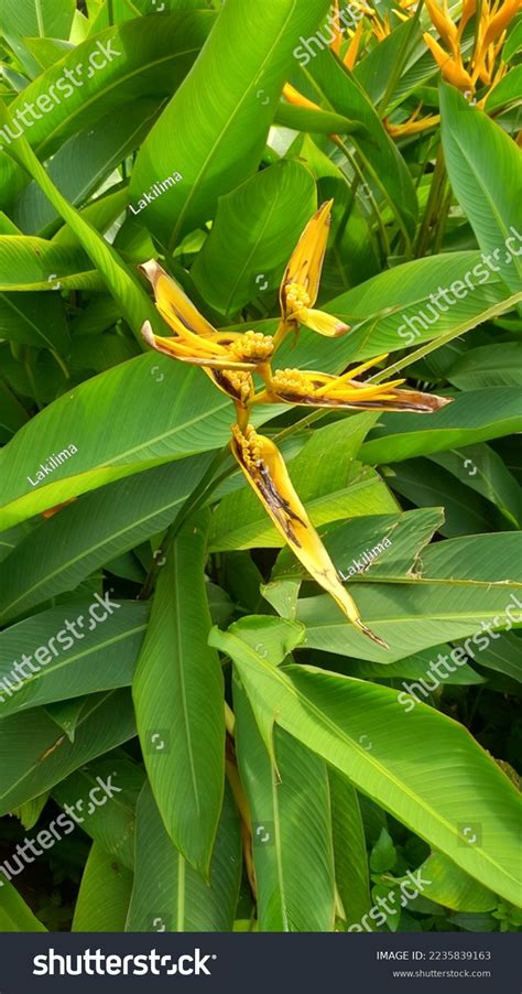 Pisang Pisangan Heliconia Psittacorum Ornamental Plant Stock Photo