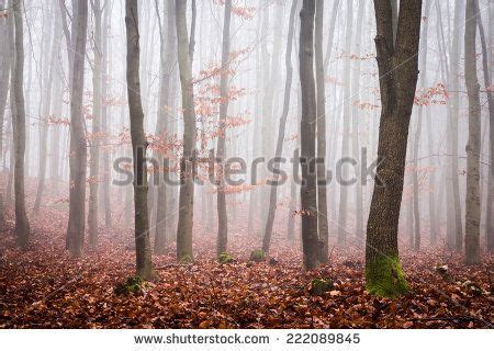 Misty Autumn Forest