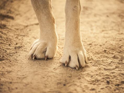 Leonard Morse Hospital Celebrates Dog Therapy Appreciation Day | Natick ...