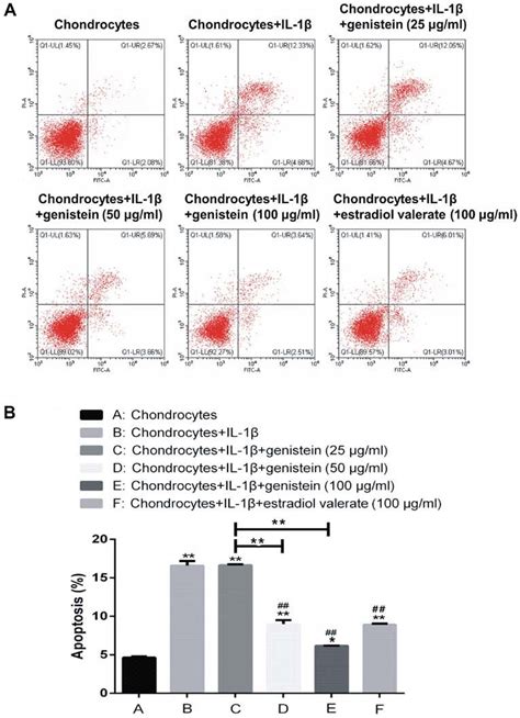 Genistein Reduces Chondrocyte Apoptosis Induced By Il With