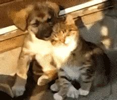 Sleepy Kitty GIFs - Find & Share on GIPHY