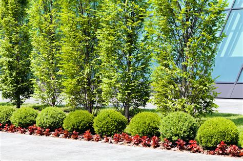 Top 6 Commercial Landscaping Ideas To Attract More Customers