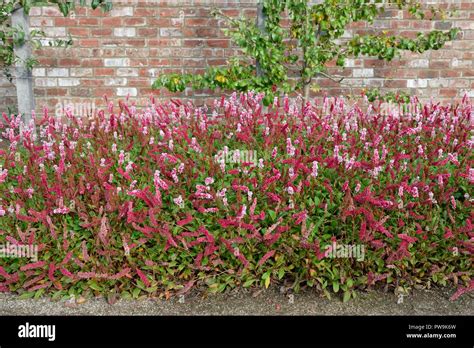 Mass Planting Of Persicaria Affinis Darjeeling Red In A Walled Garden