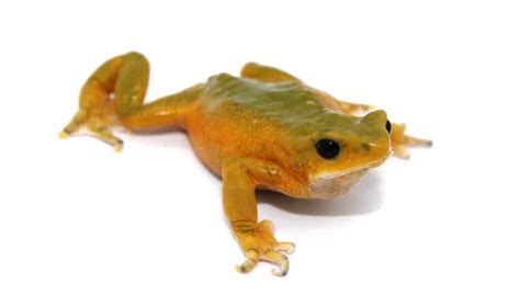 Scientists In Ecuador Rediscover 32 Frog Species Once Believed Extinct