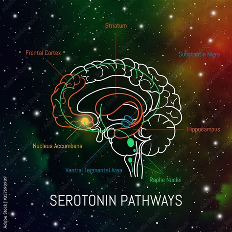 Serotonin Pathways In The Brain Neuroscience Medical Infographic