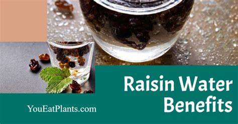 The Benefits Of Drinking Raisin Water Youeatplants