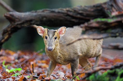 Reevess Muntjac Photograph By Duncan Shawscience Photo Library