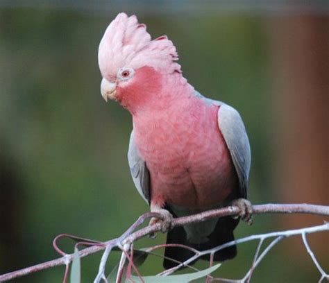 Pink and Grey Galah - Beautiful Birds