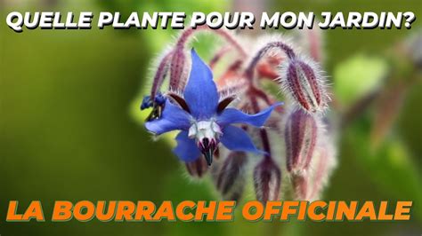 LA BOURRACHE OFFICINALE Quelle Plante Pour Mon Jardin YouTube