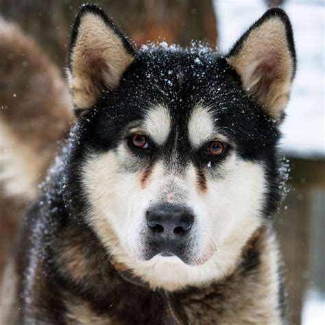 Alaskan Malamute Coat Colors | Coats and Colors