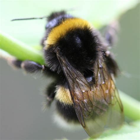 White Tailed Bumblebee Queen And Worker