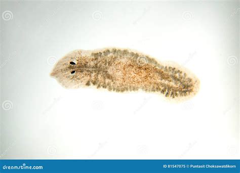 Planaria Flatworm Under Microscope View. Royalty-Free Stock Photo ...