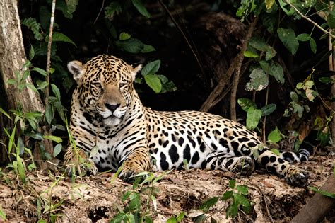 Brazil: Photography tour in search of the elusive jaguar - LA Times