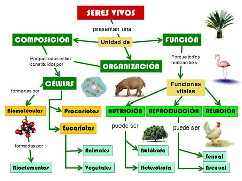 cuáles son las características de los seres vivos explica cada una y