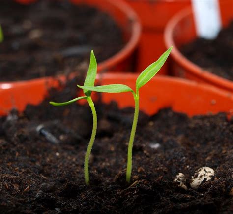 Mark's Veg Plot: Sowing seeds indoors