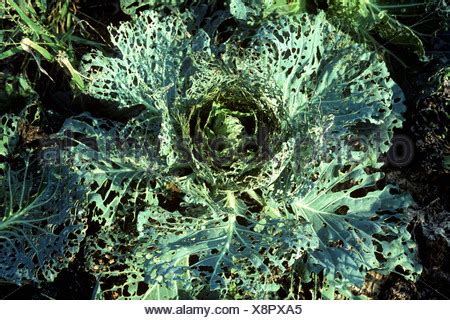 Diamondback moth (Plutella xylostella) severe damage to a cabbage Stock ...