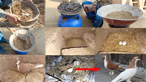 New Answer To Making Pigeons Nests That Keep The Eggs Warm YouTube