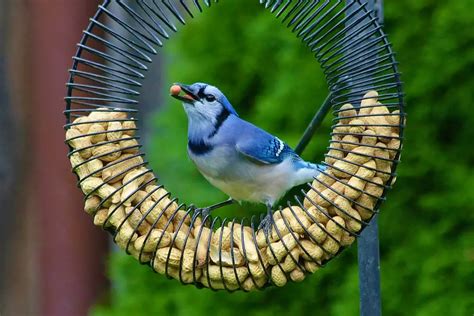 How to Make a Blue Jay Feeder? - My Bird Garden