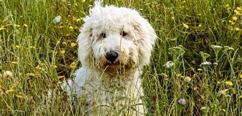 Labradoodle Dog Breed Facts And Information