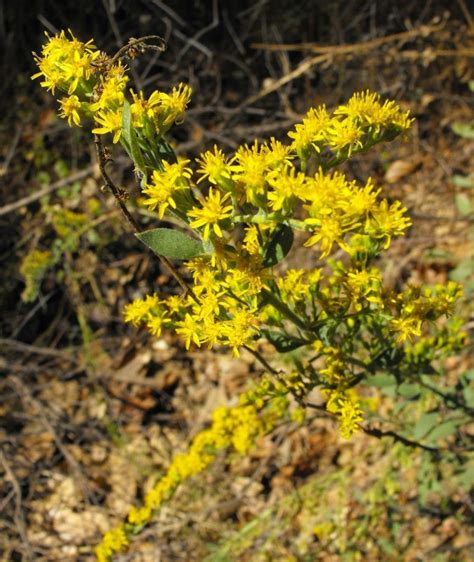 California Native Plants List The Arboretum