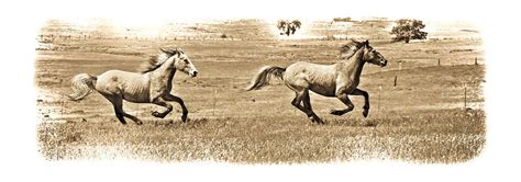 Western Horses Running Photograph By Steve Mckinzie