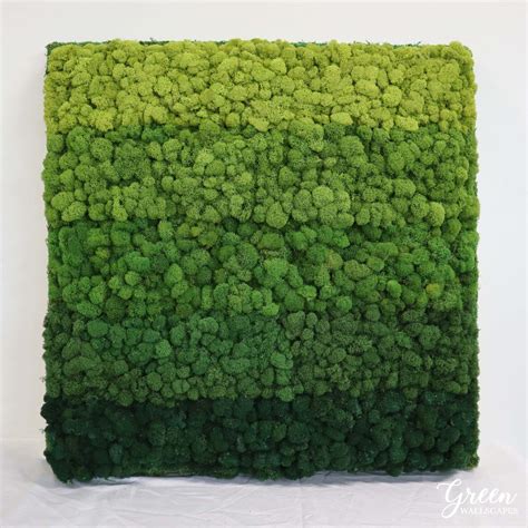 Custom Reindeer Moss Wall Green Wallscapes Reindeer Moss Wall Moss Wall