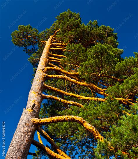 PINO SILVESTRE Pinus Sylvestris Laguna Negra Y Los Circos Glaciares