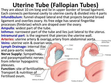 Ppt Female Internal Genital Organs Powerpoint Presentation Free Download Id6907343