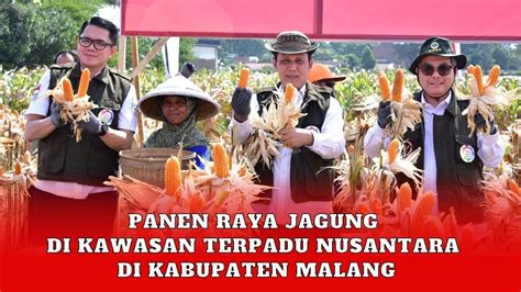 Panen Raya Jagung Di Lahan Ktn Yang Dikelola Eks Napiter Dan Penyintas