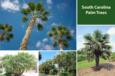 South Carolina Palm Trees That Grow Well In This Zone Embracegardening