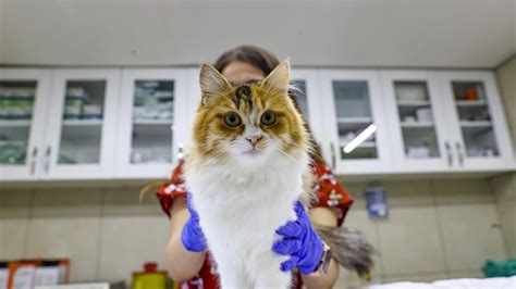 Depremzede kedi ve köpekler hayvan otelinde tedavi altında Dünya Gazetesi