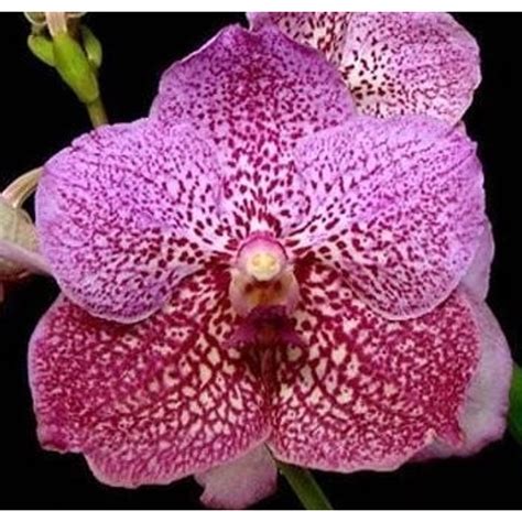 Vanda