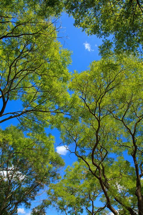 Green Tree Canopy Free Stock Photo Public Domain Pictures