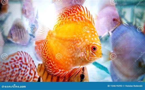 Symphysodon Known As Discus Is A Genus Of Cichlids Native To The