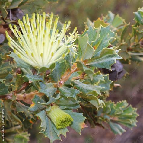 Australian Parrot Bush Formerly Dryandra Species Renamed To Banksia