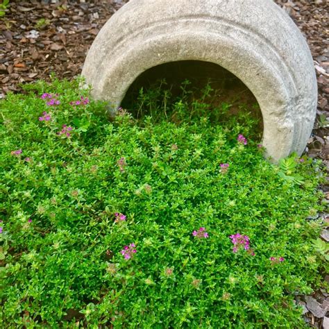 Red Creeping Thyme Thymus Praecox Coccineus Group In The Thymes