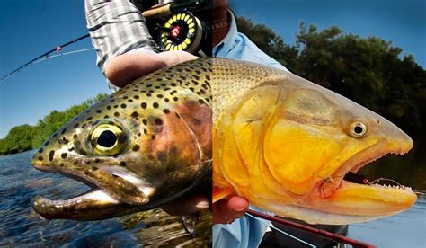 Golden Dorado Fly Fishing Gink And Gasoline How To Fly Fish