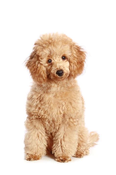 Apricot Poodle Puppy Stock Photo - Image: 8975390