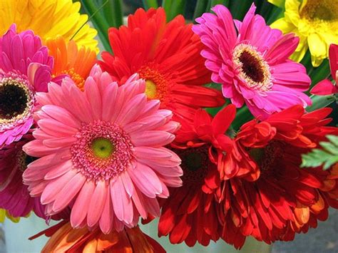 daisies for colorful wedding bouquet.jpg