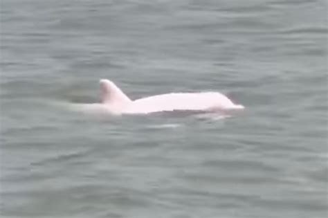 Stunning Video Shows Rare Pink Dolphin Spotted Off Louisiana